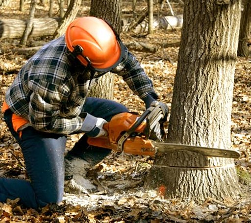 Tree Removal in Loranger, LA